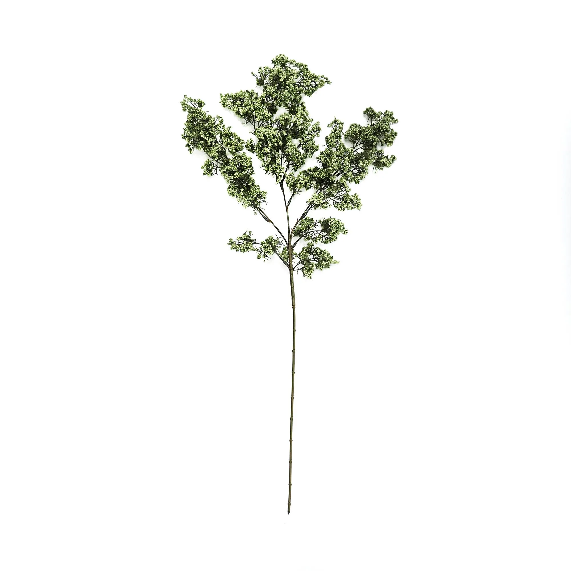 A single winter green fruit