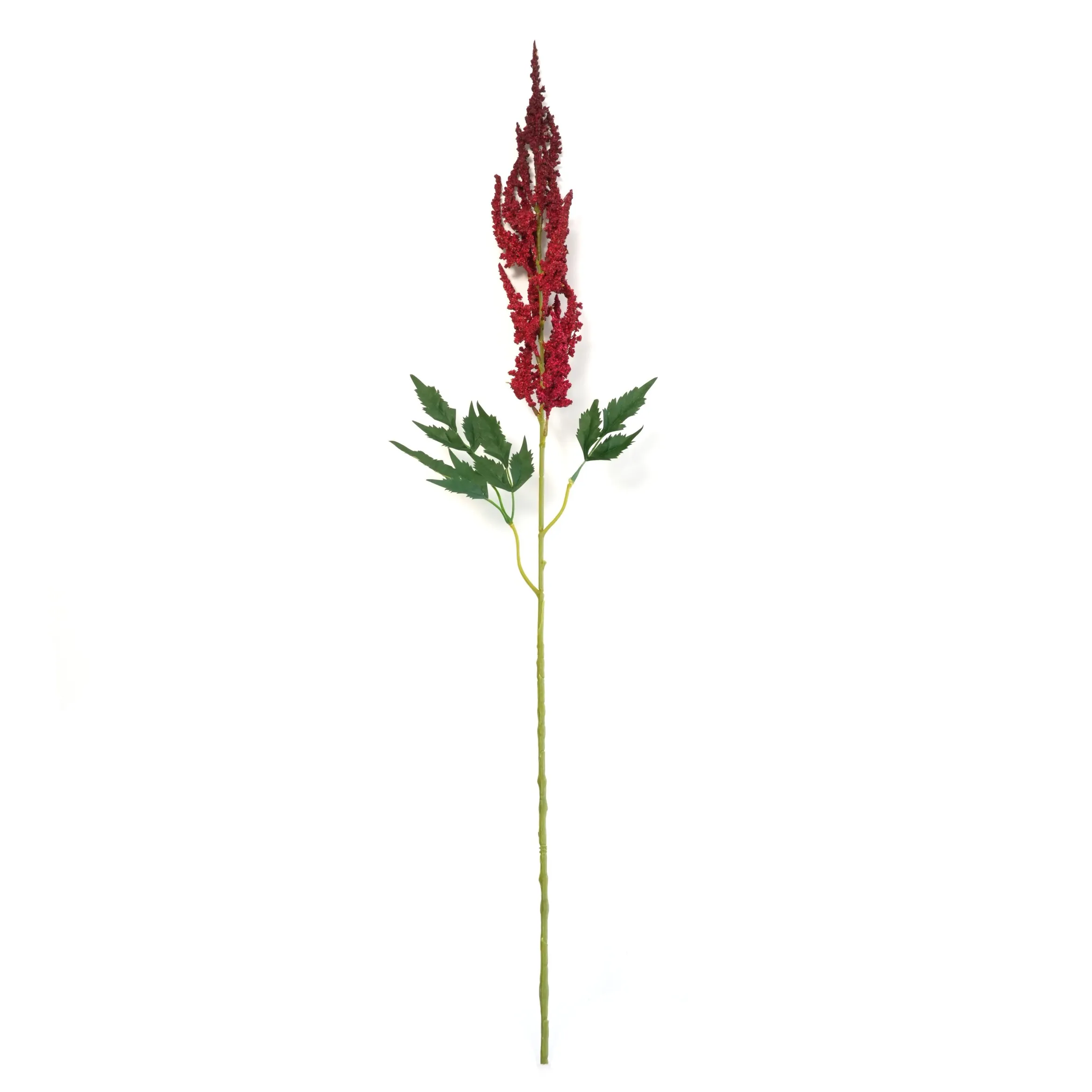 Astilbe chinensis