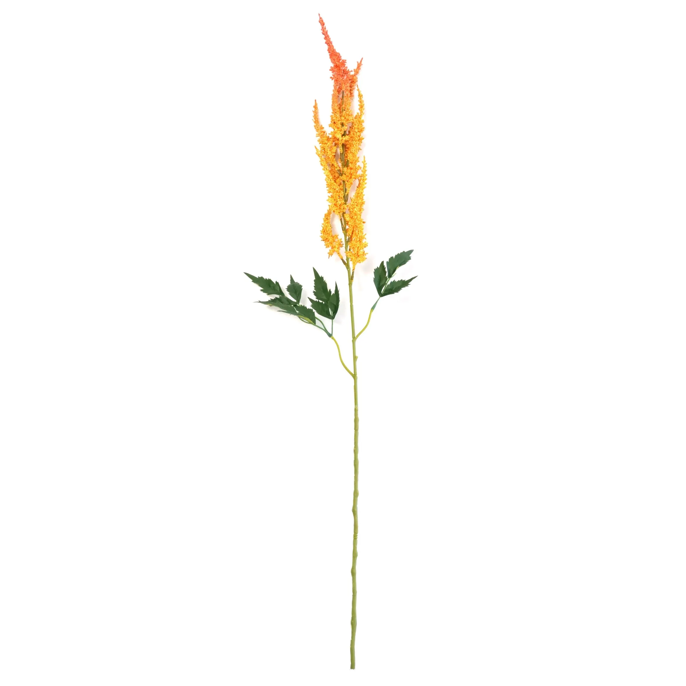Astilbe chinensis