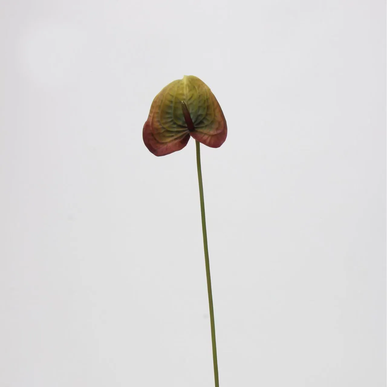 Anthurium palm
