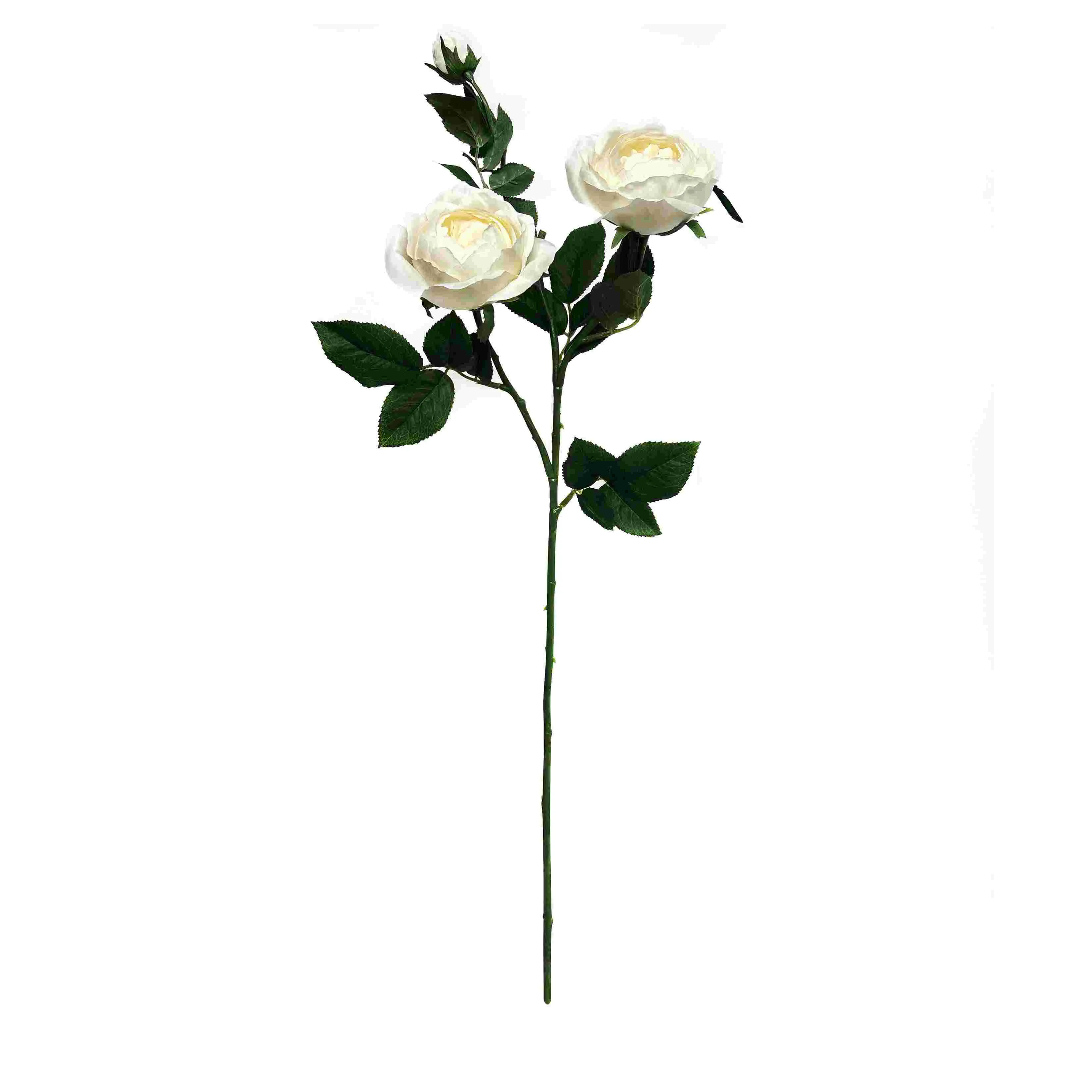 A single butterfly rose