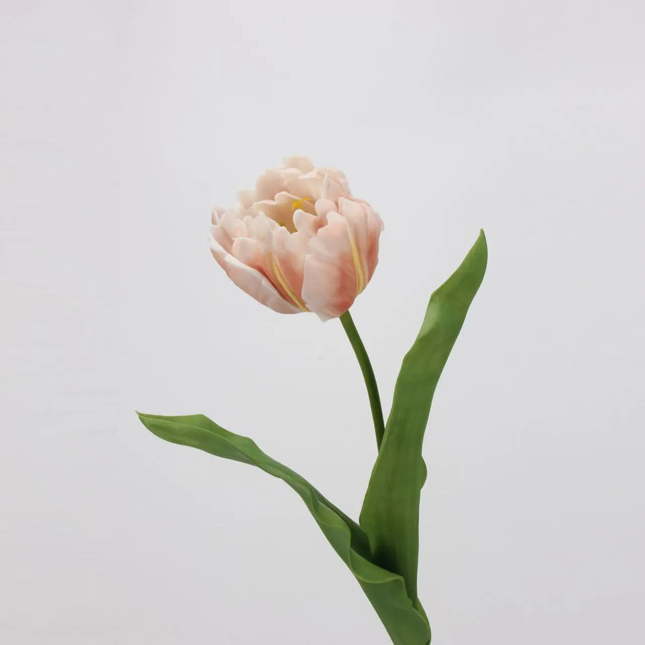 Rococo tulip