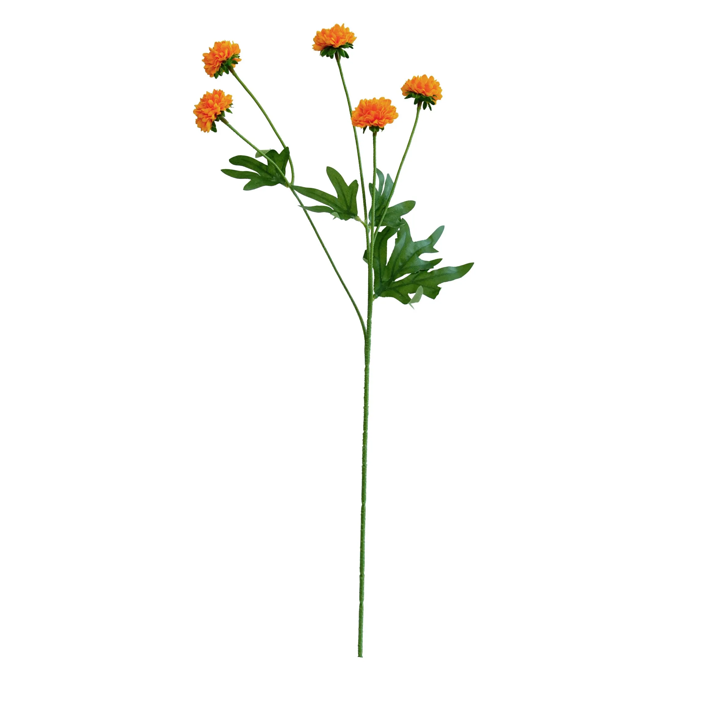 A single chrysanthemum