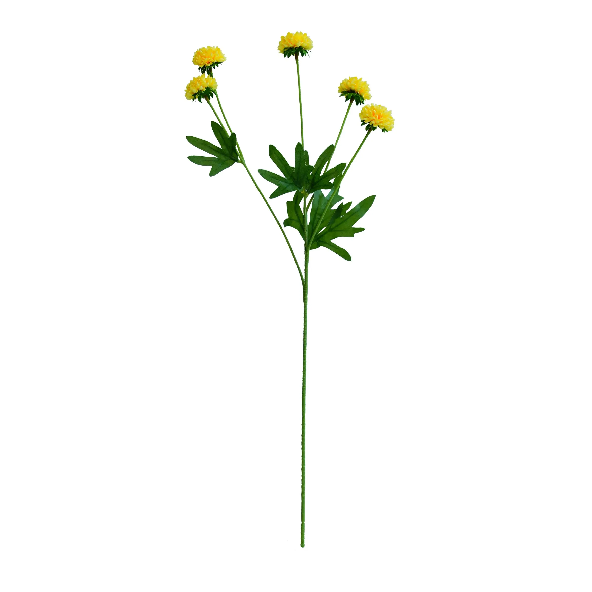A single chrysanthemum
