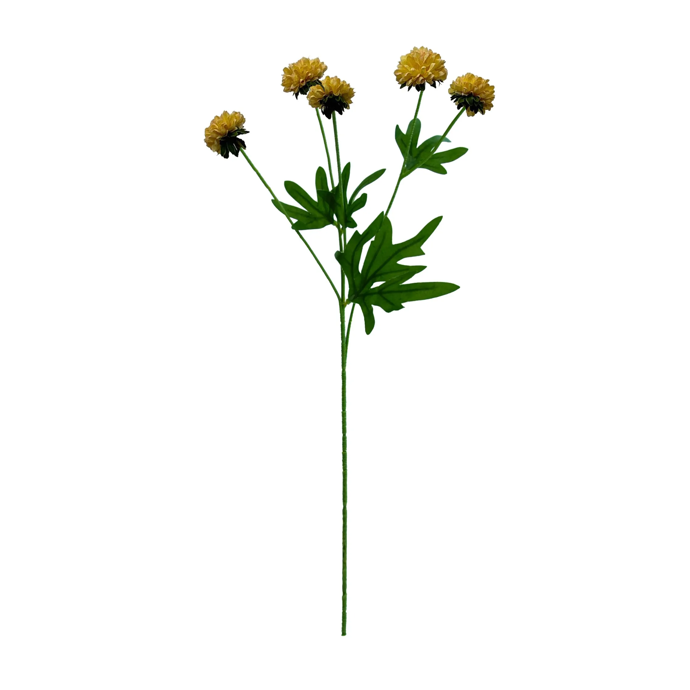 A single chrysanthemum