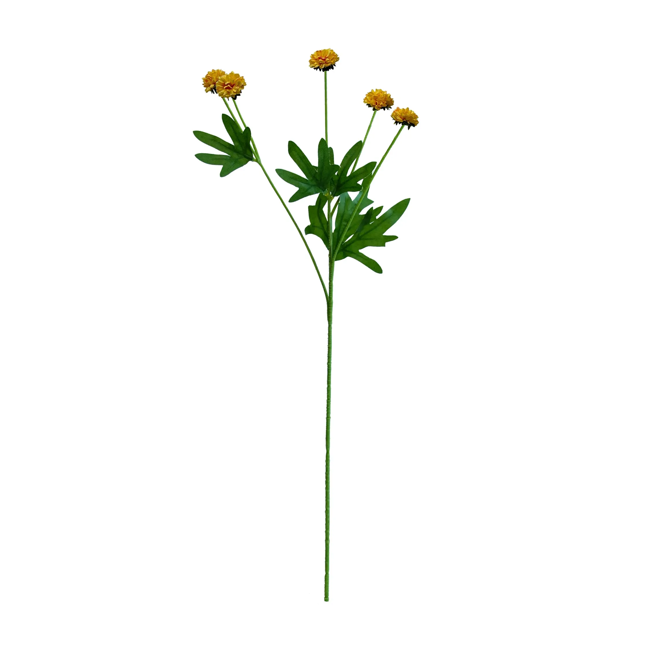 A single chrysanthemum