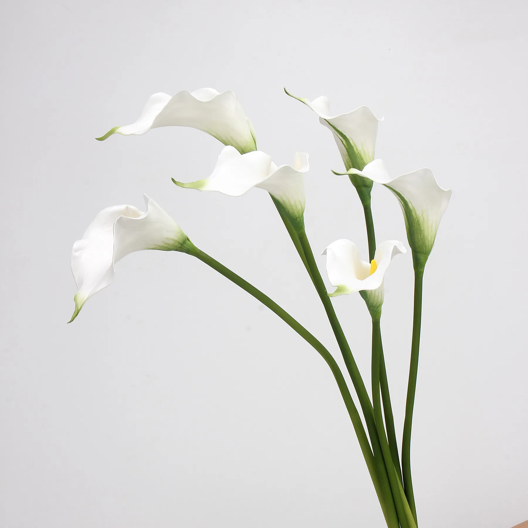 Calla lily
