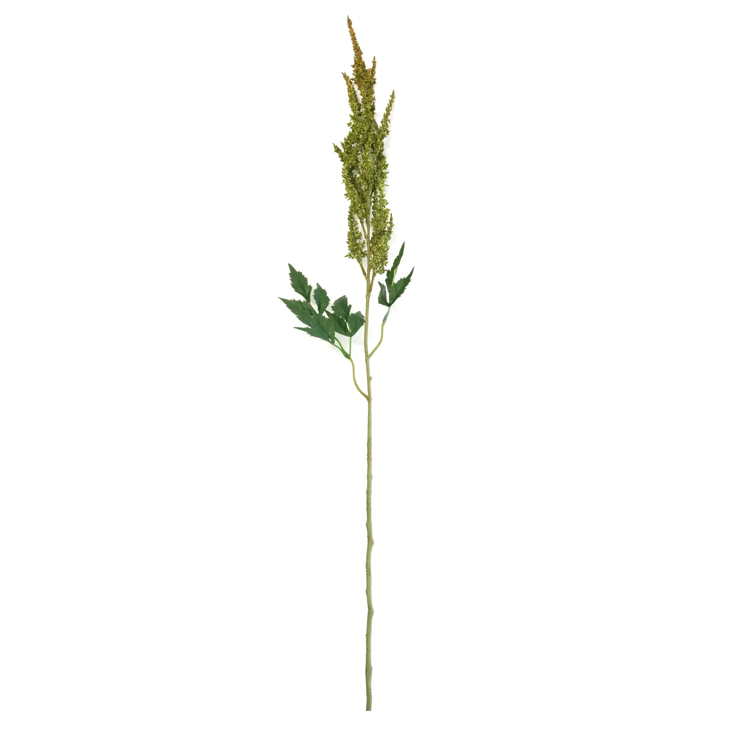 Astilbe chinensis