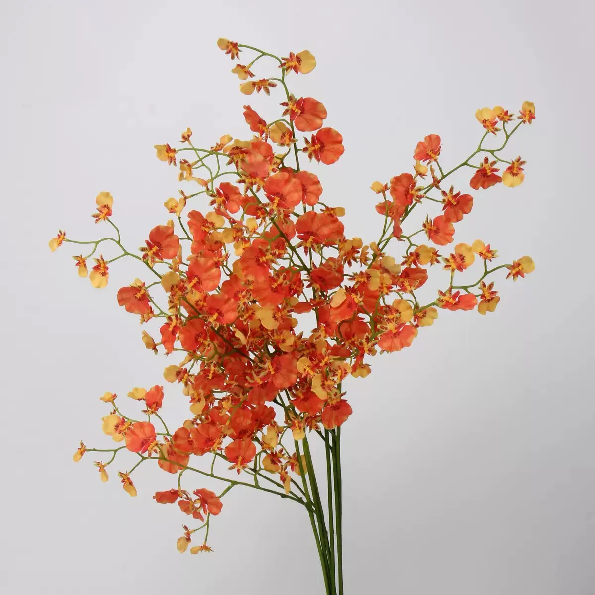 dancing orchid
