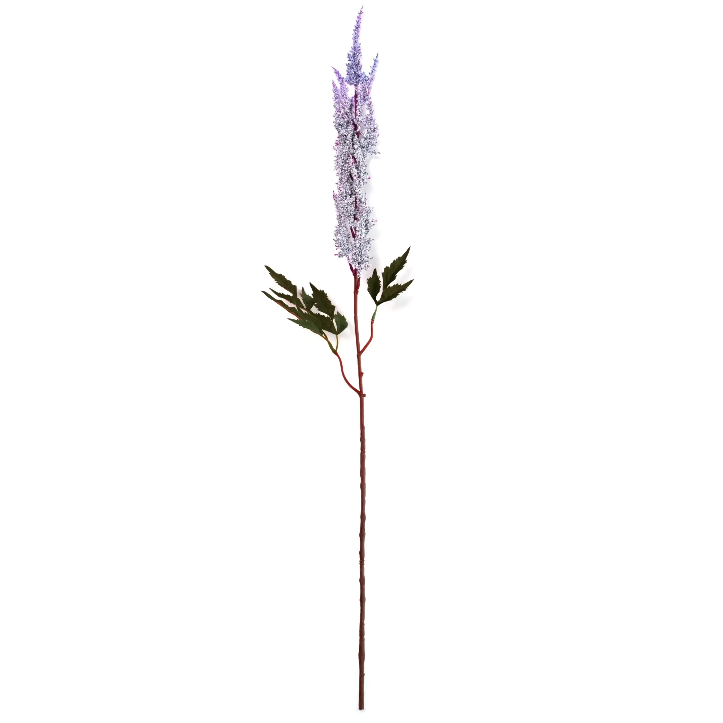 Astilbe chinensis