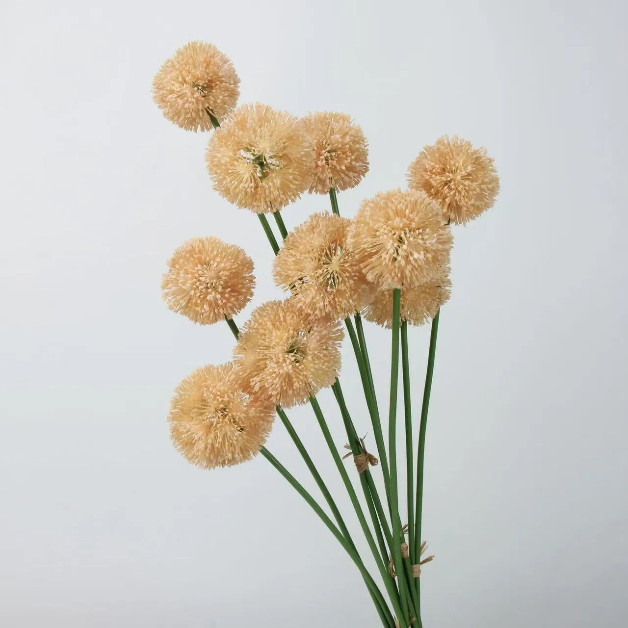Allium giganteum