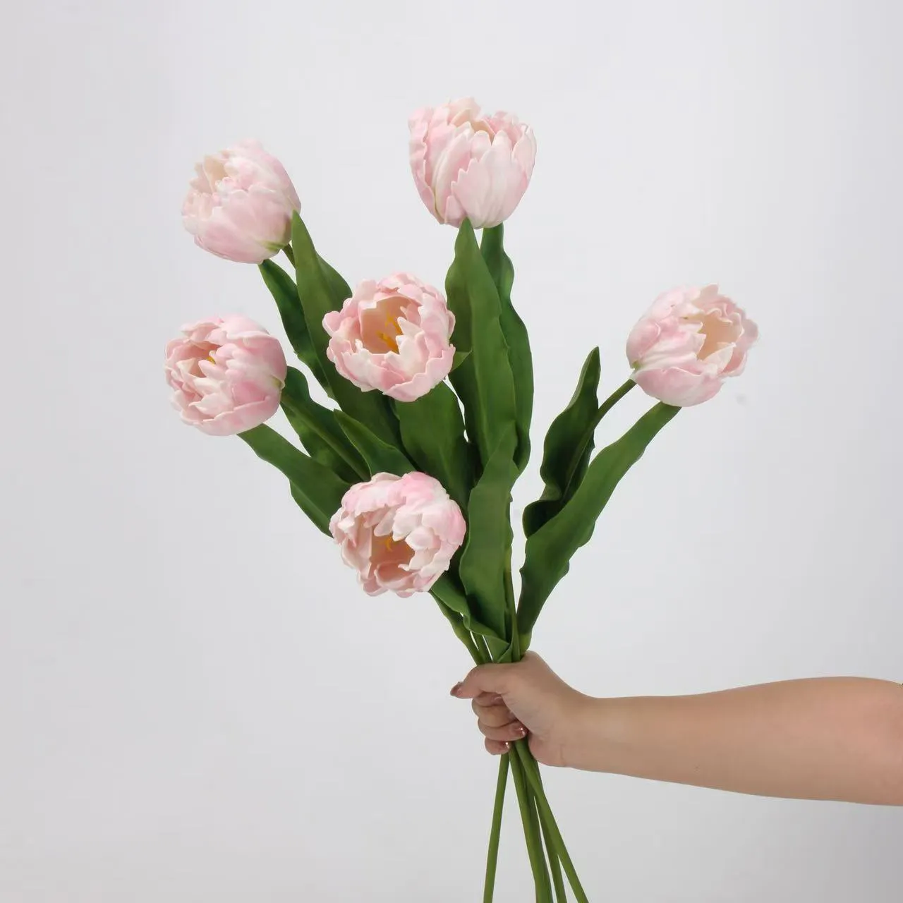 Rococo tulip