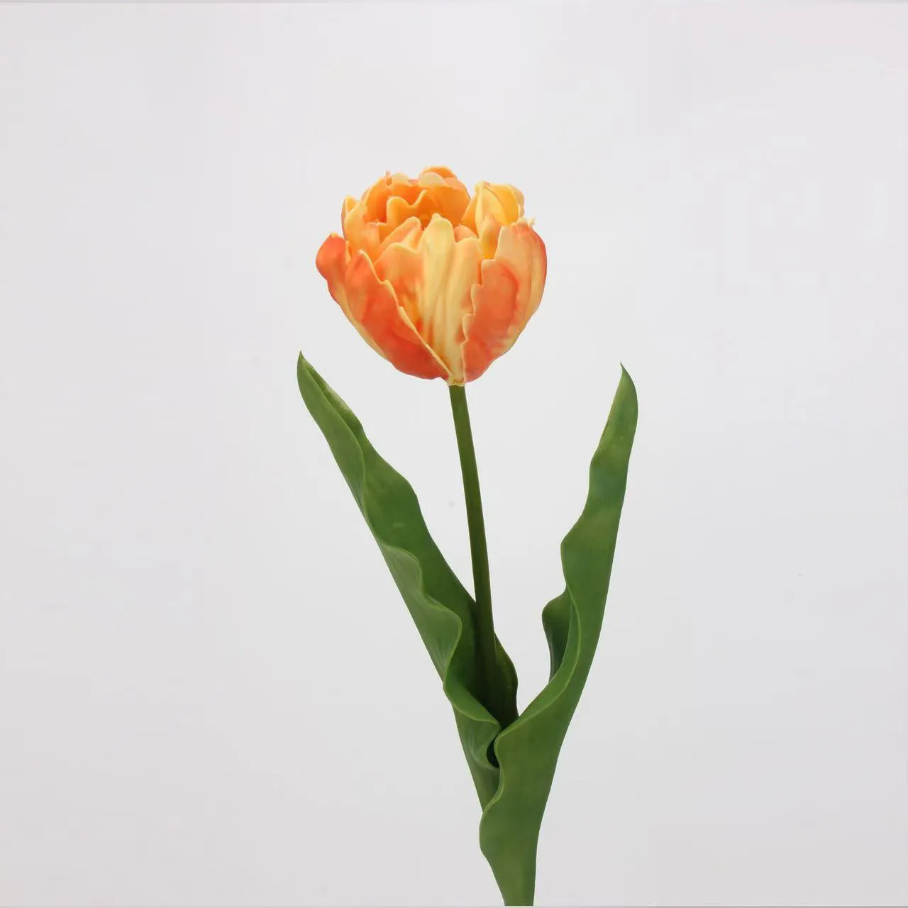 Rococo tulip