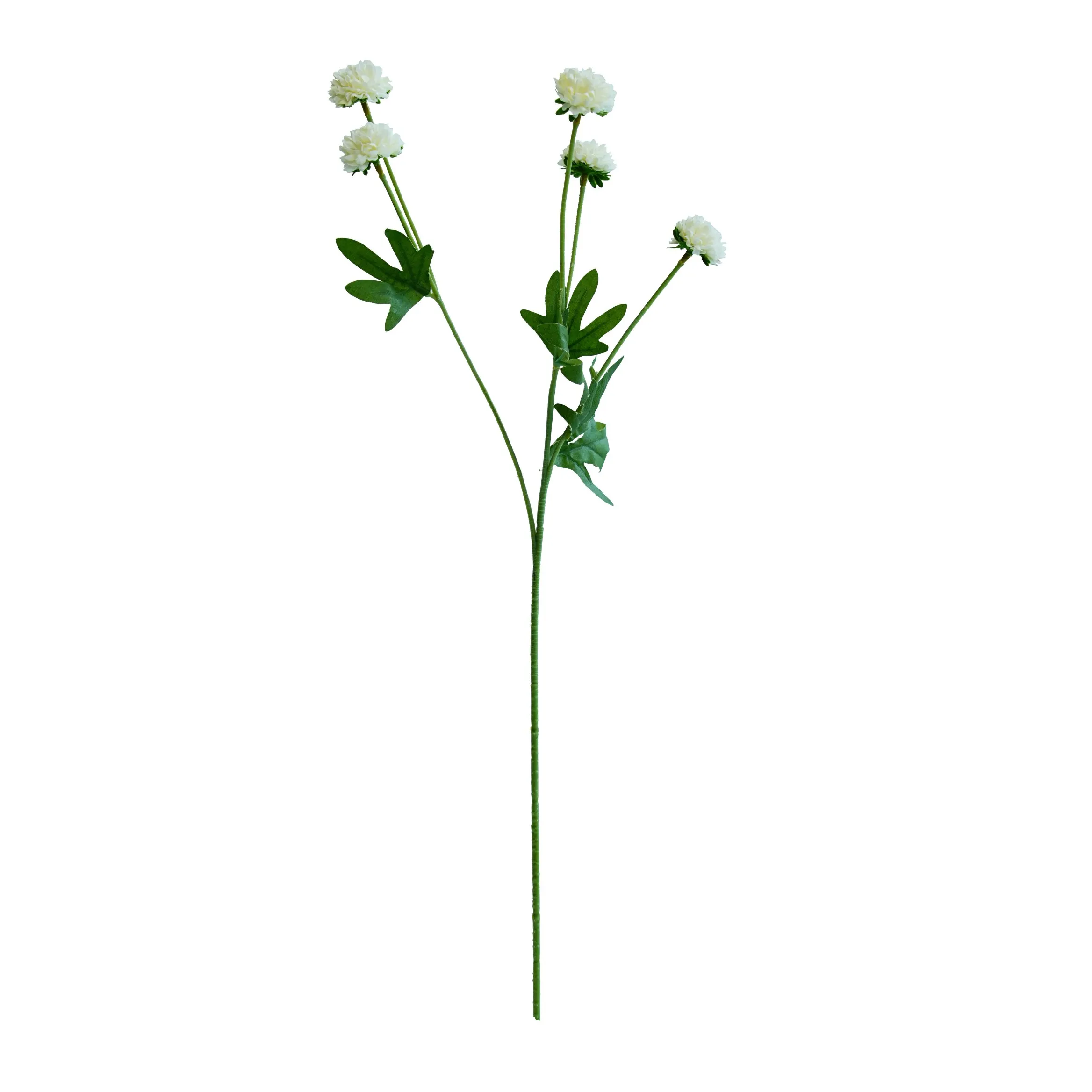 A single chrysanthemum