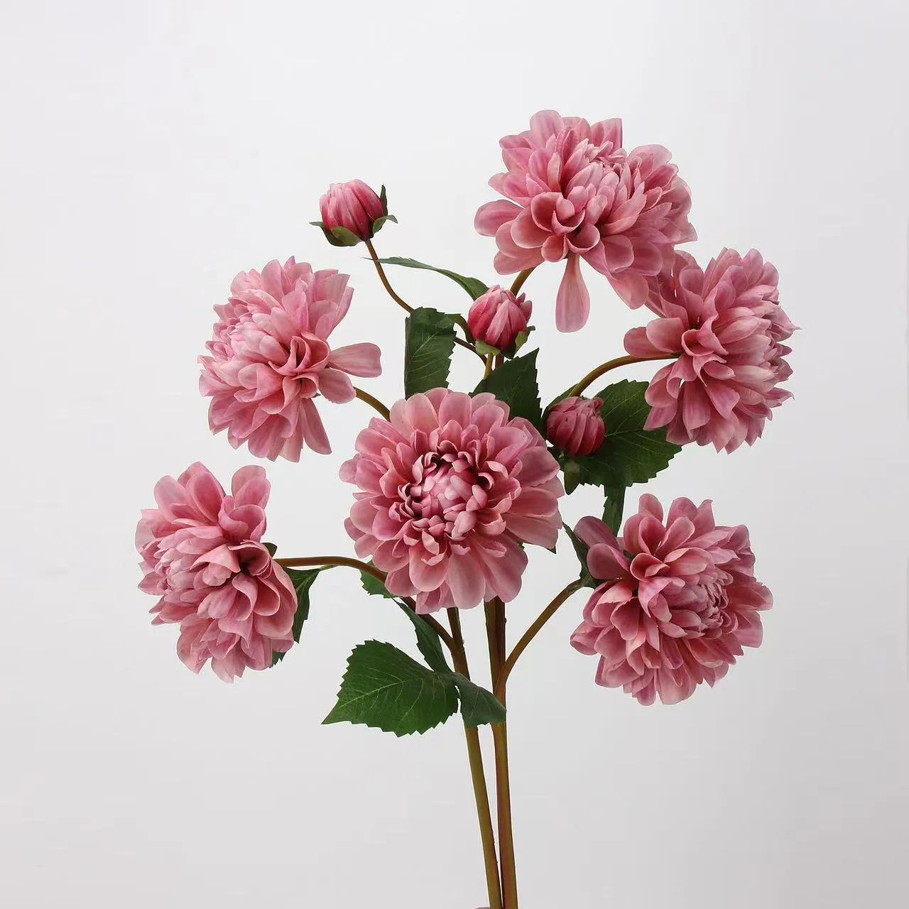 Dahlia
