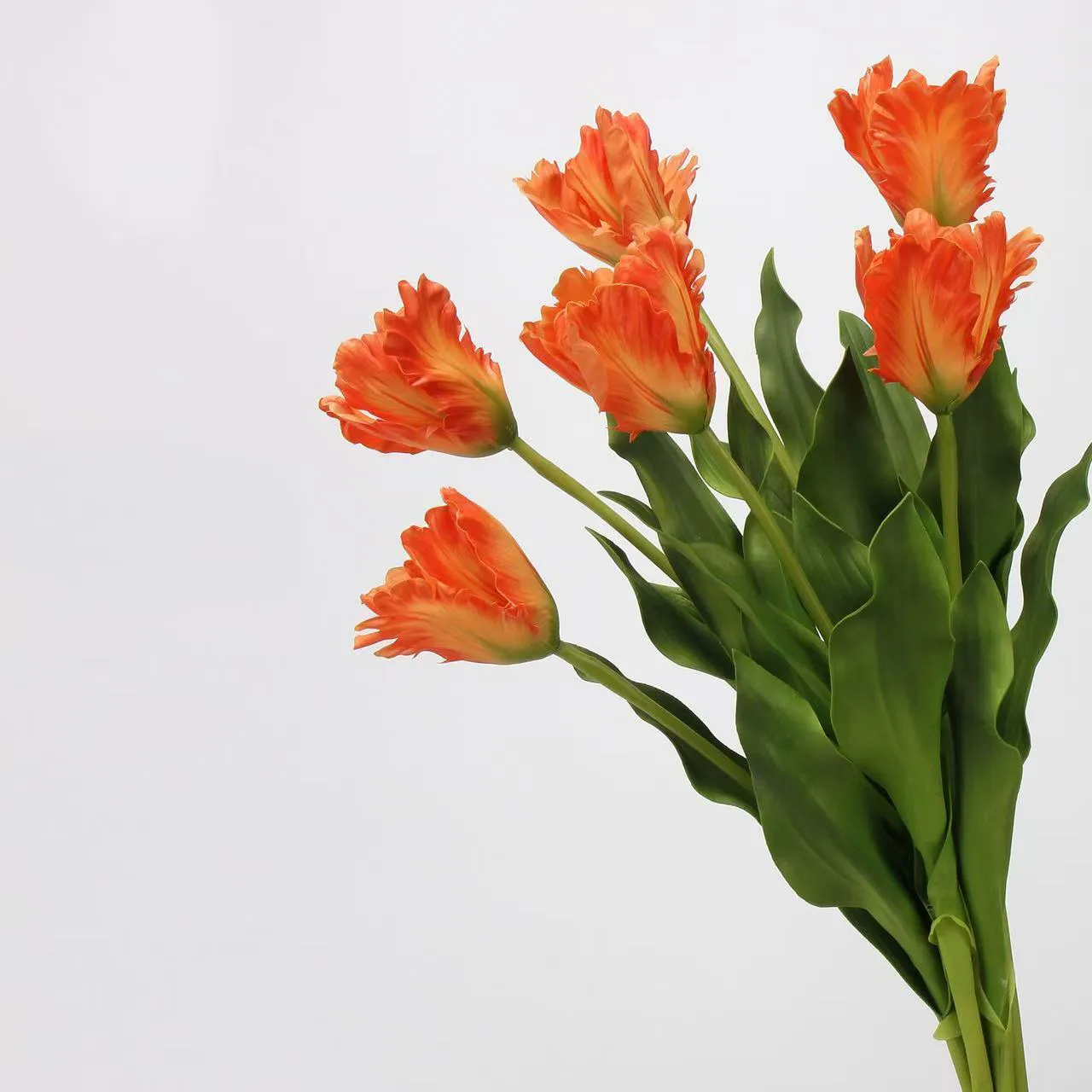 Monet Tulip