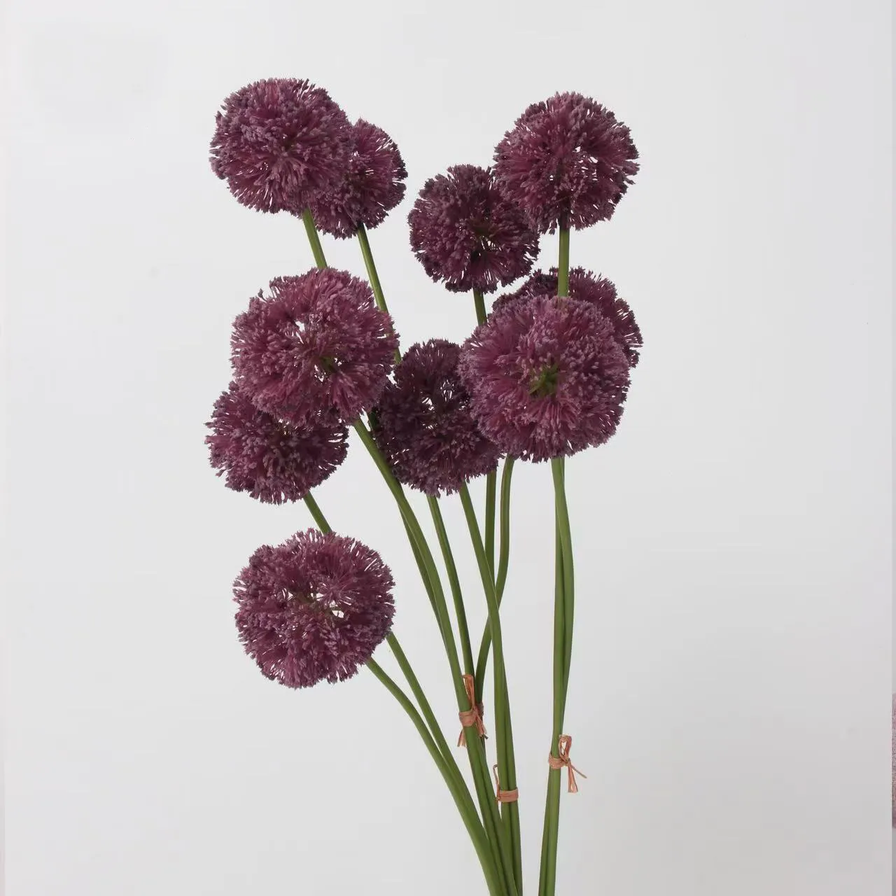 Allium giganteum
