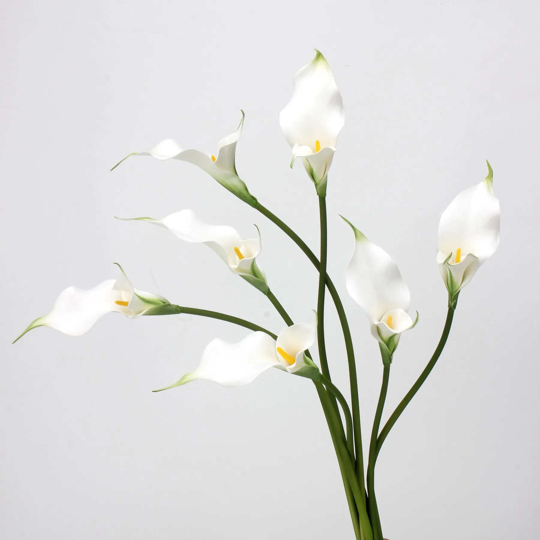 Calla lily