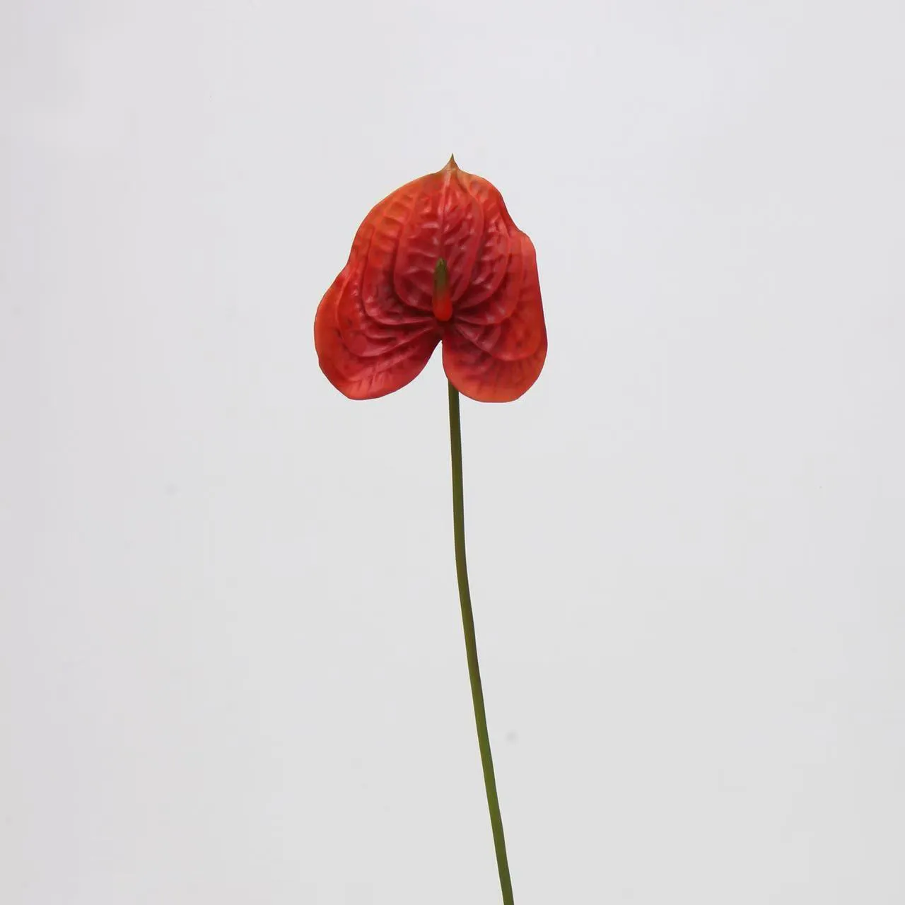 Anthurium palm