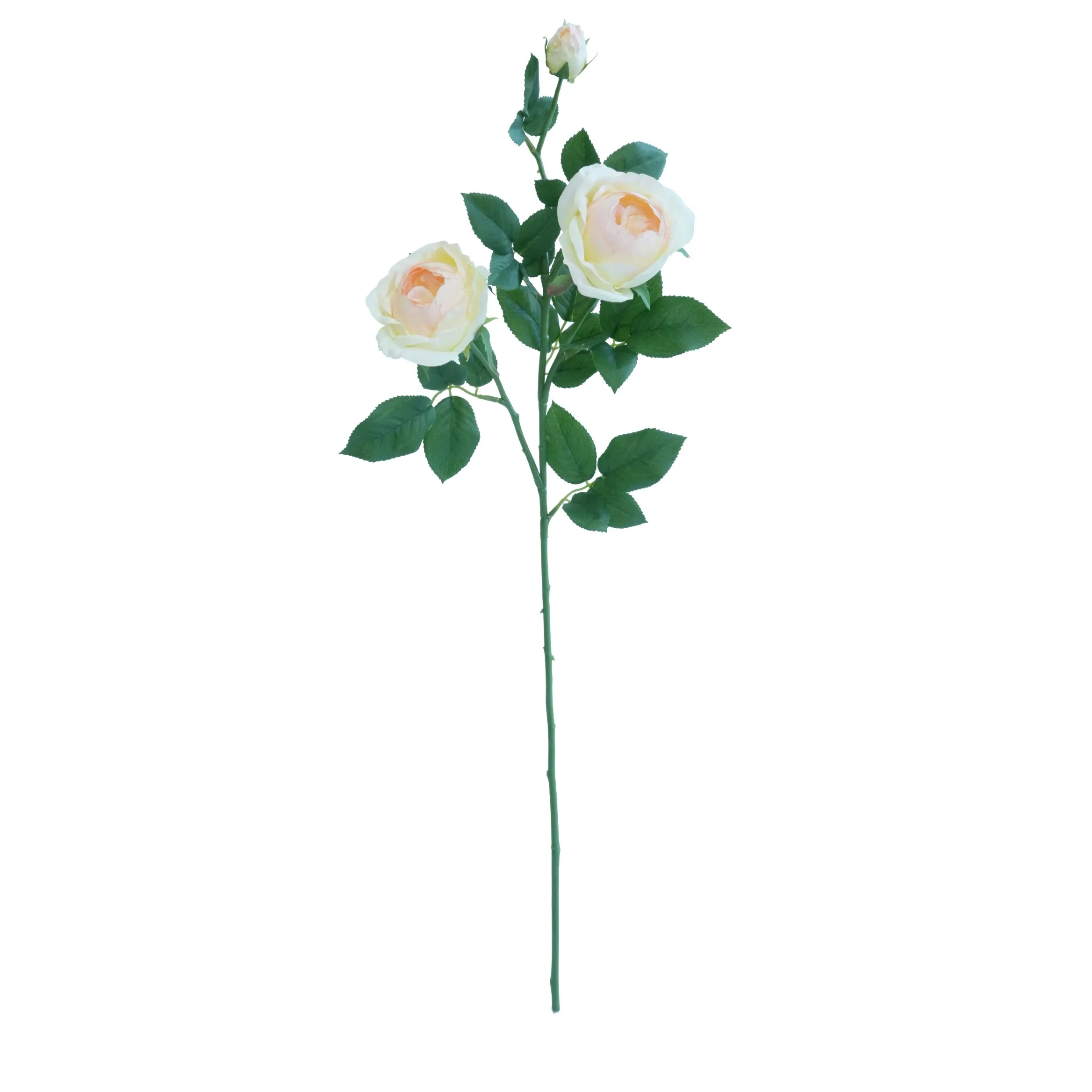 A single butterfly rose