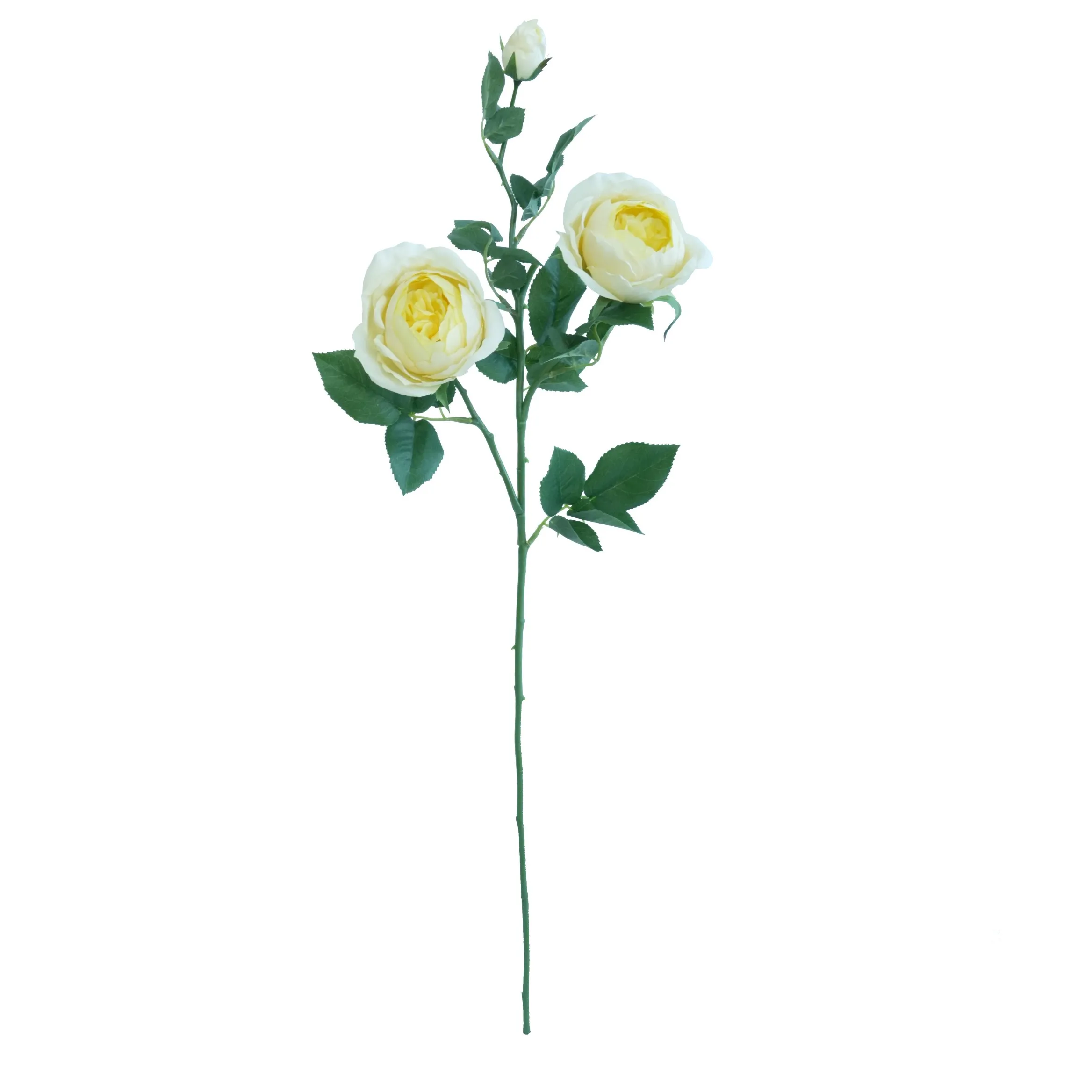 A single butterfly rose