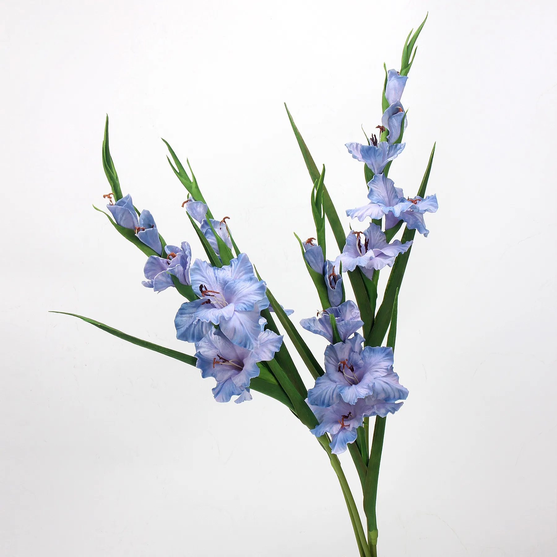 gladiolus