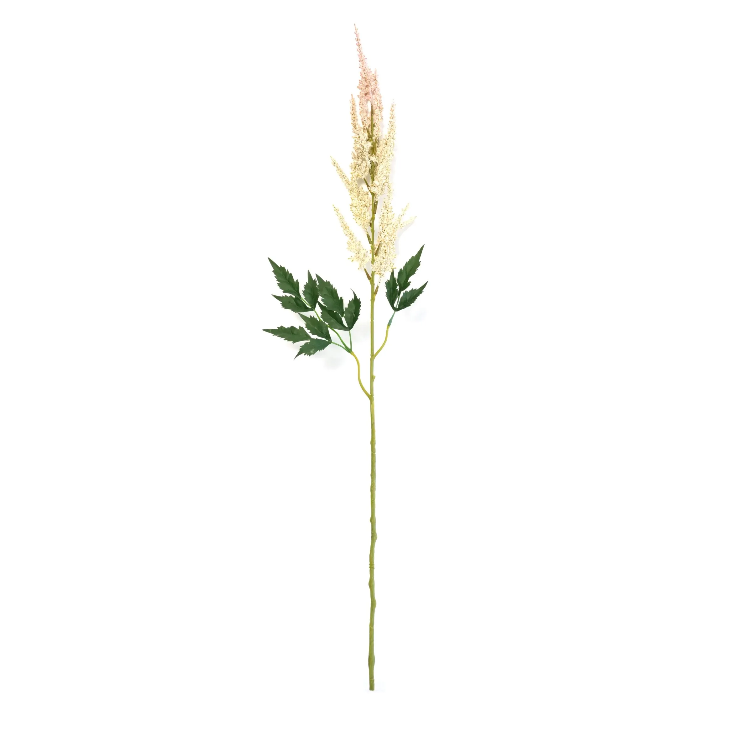 Astilbe chinensis