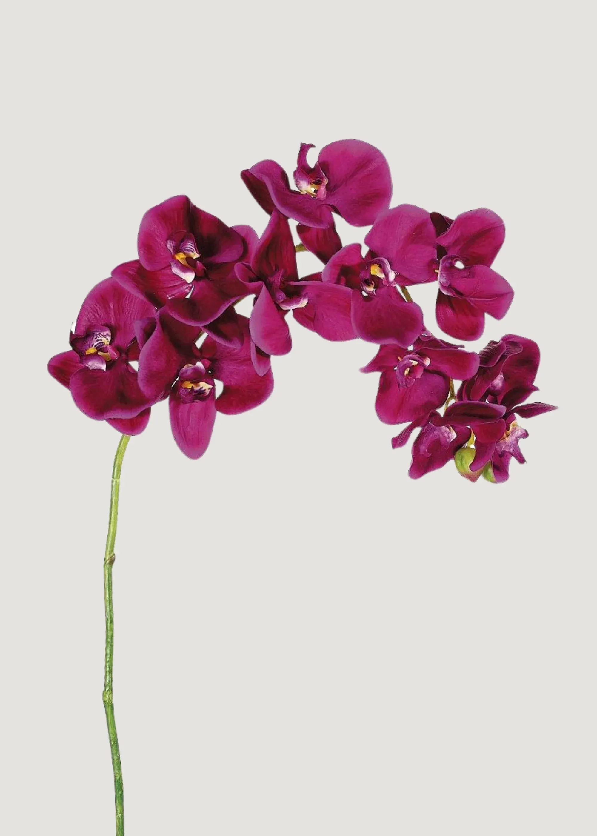 Phalaenopsis Orchid