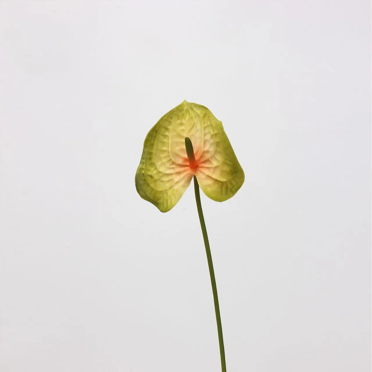 Anthurium palm