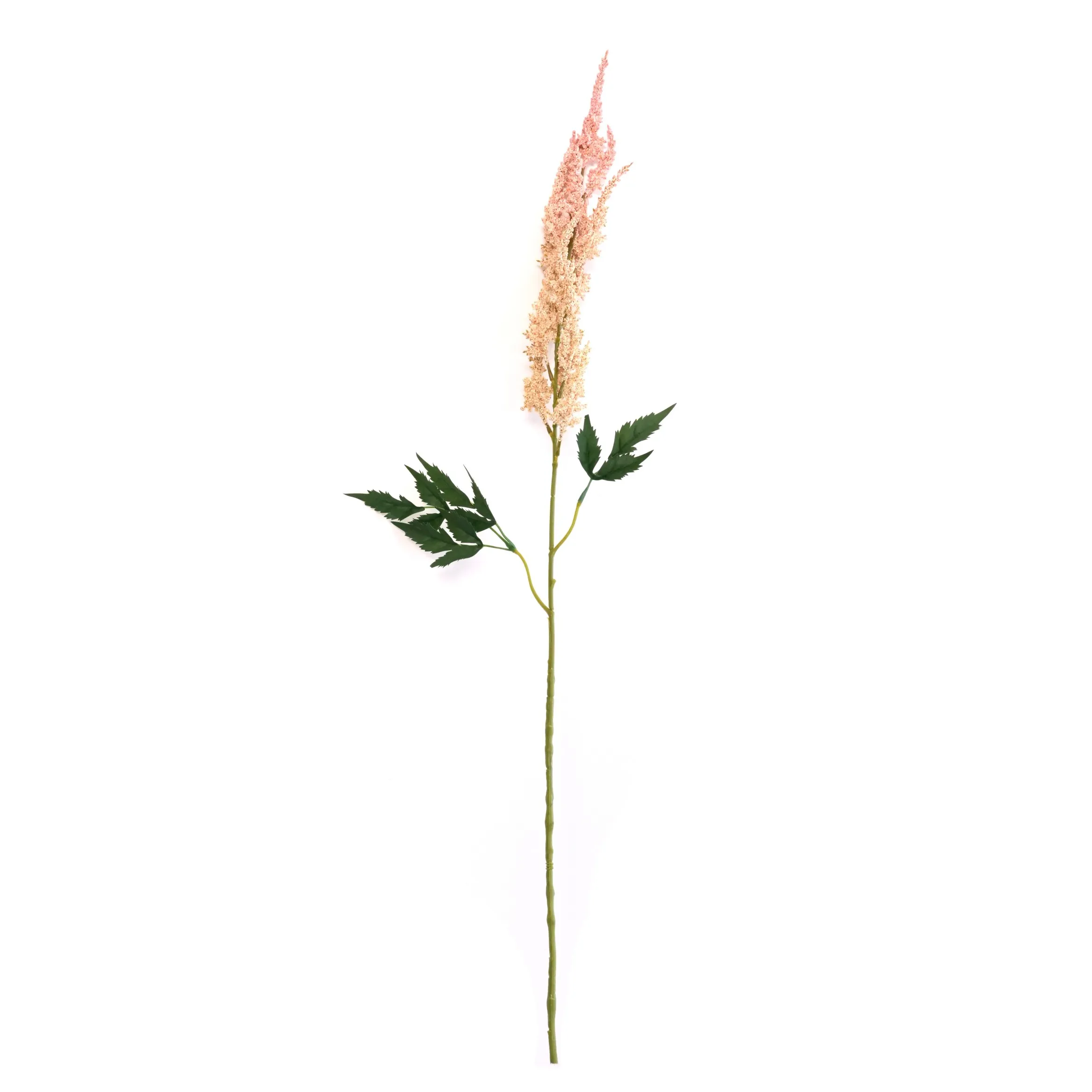 Astilbe chinensis