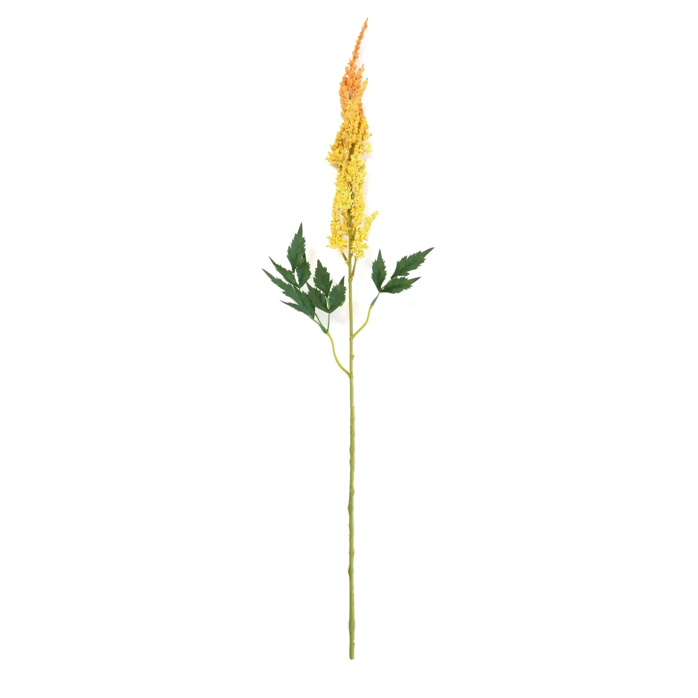 Astilbe chinensis