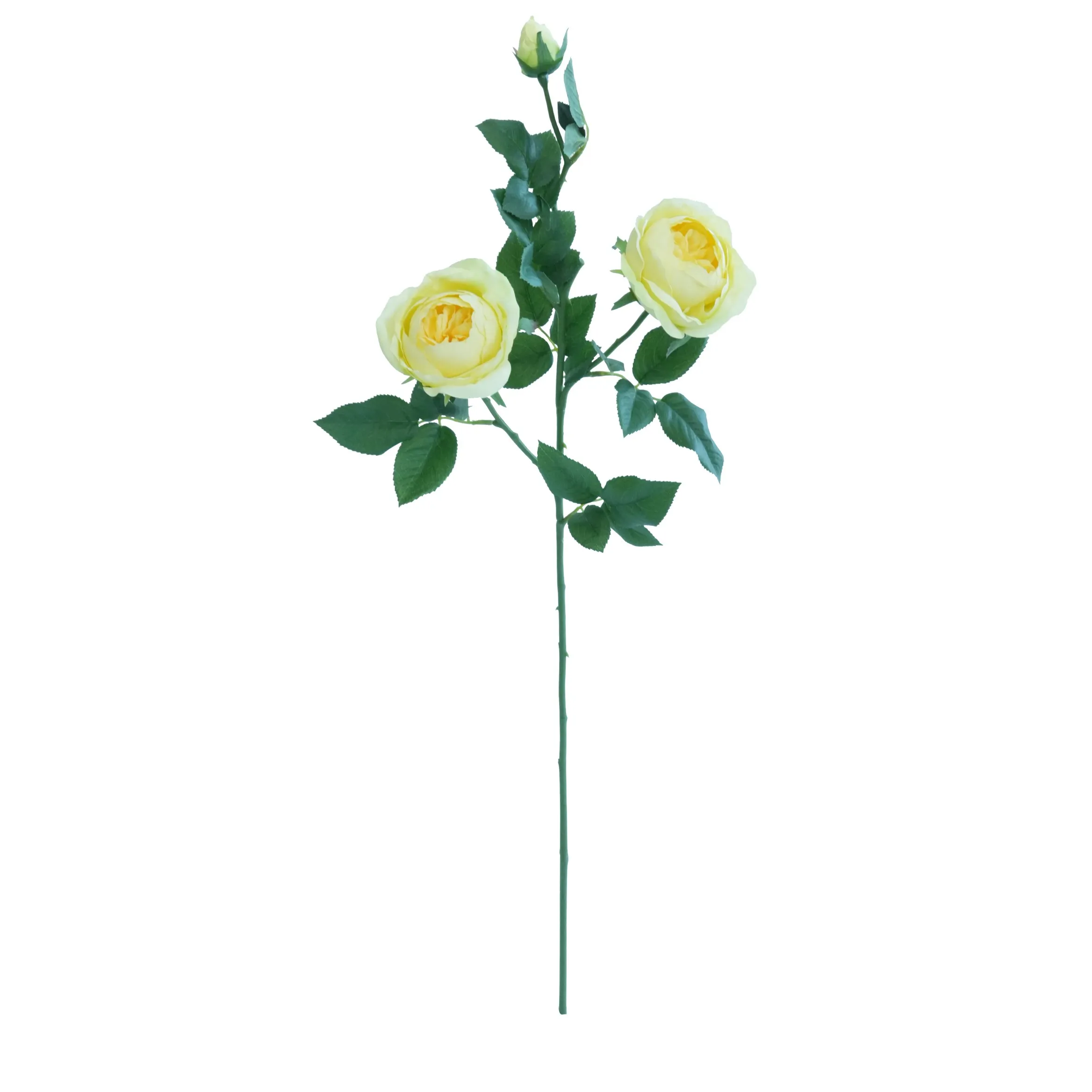 A single butterfly rose