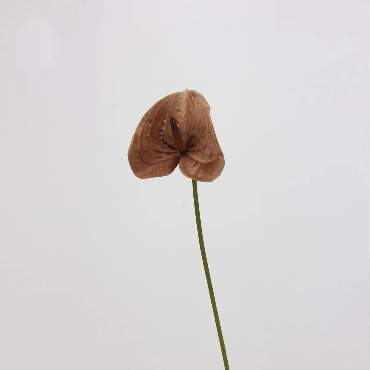 Anthurium palm