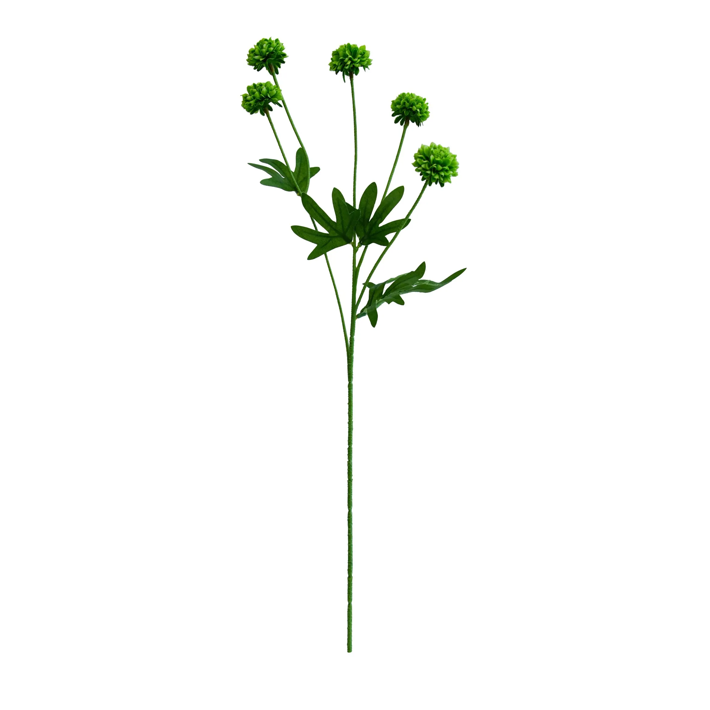 A single chrysanthemum