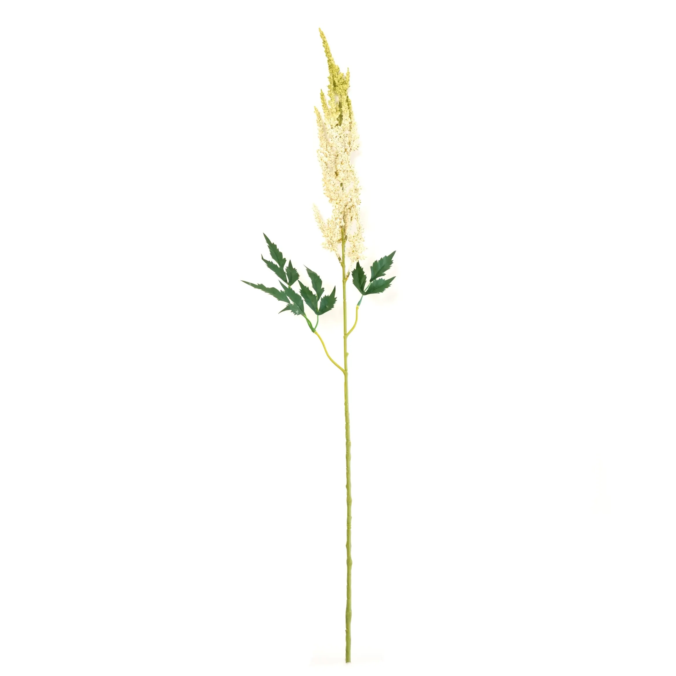 Astilbe chinensis