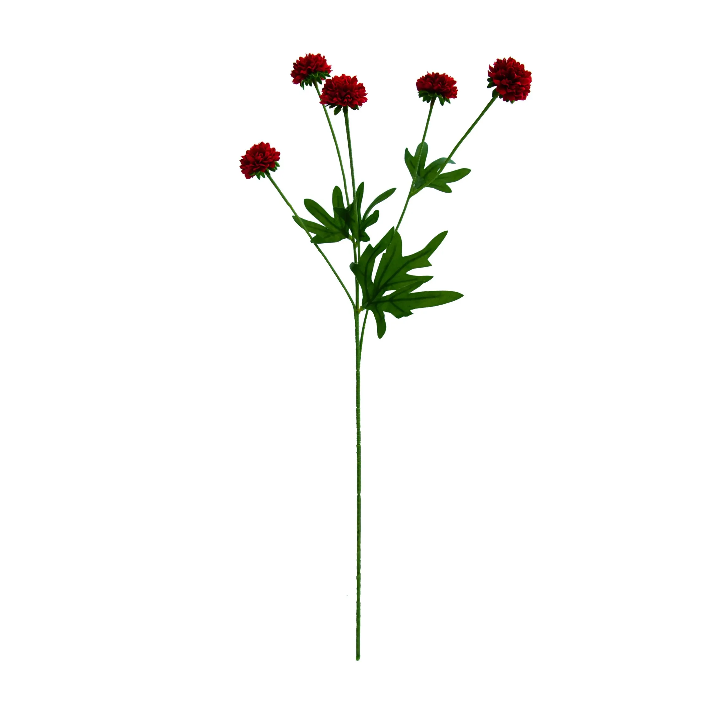 A single chrysanthemum