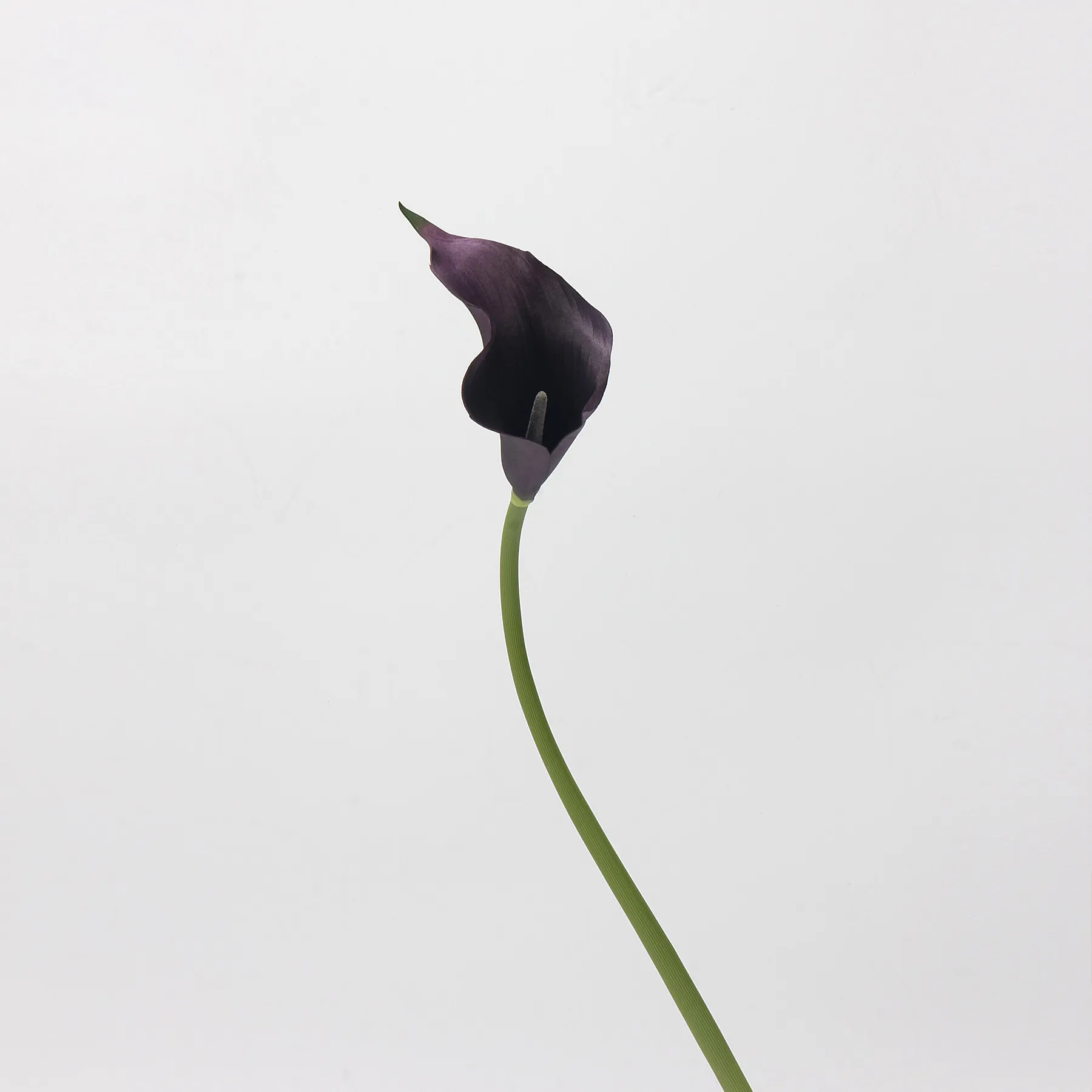 Calla lily