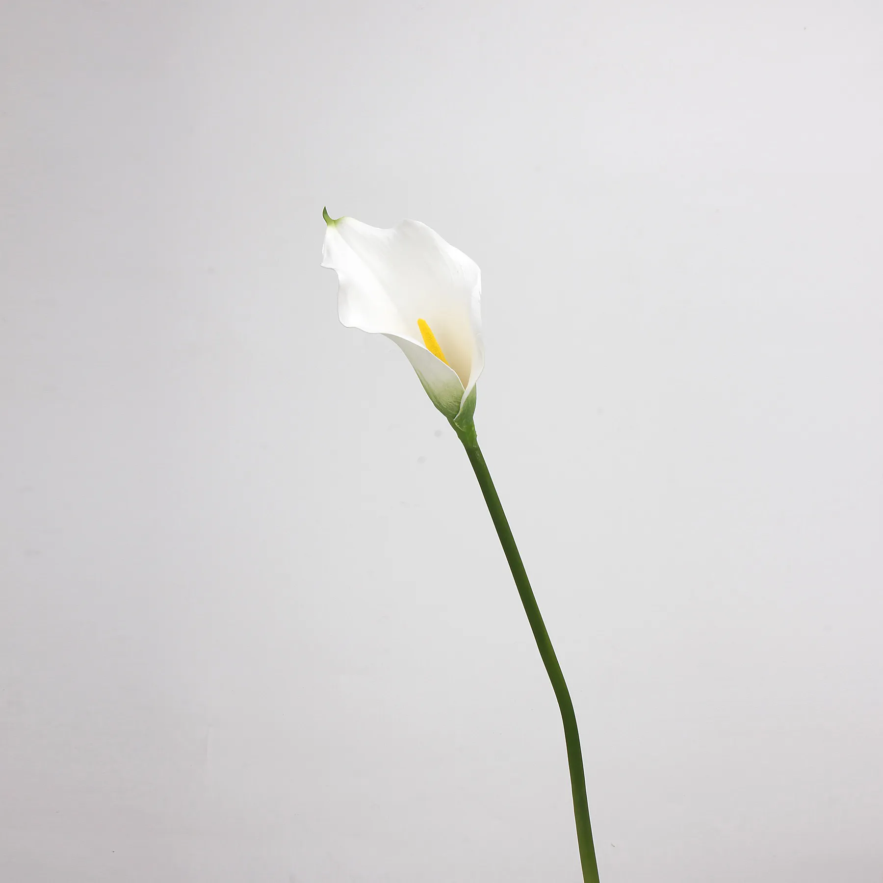 Calla lily