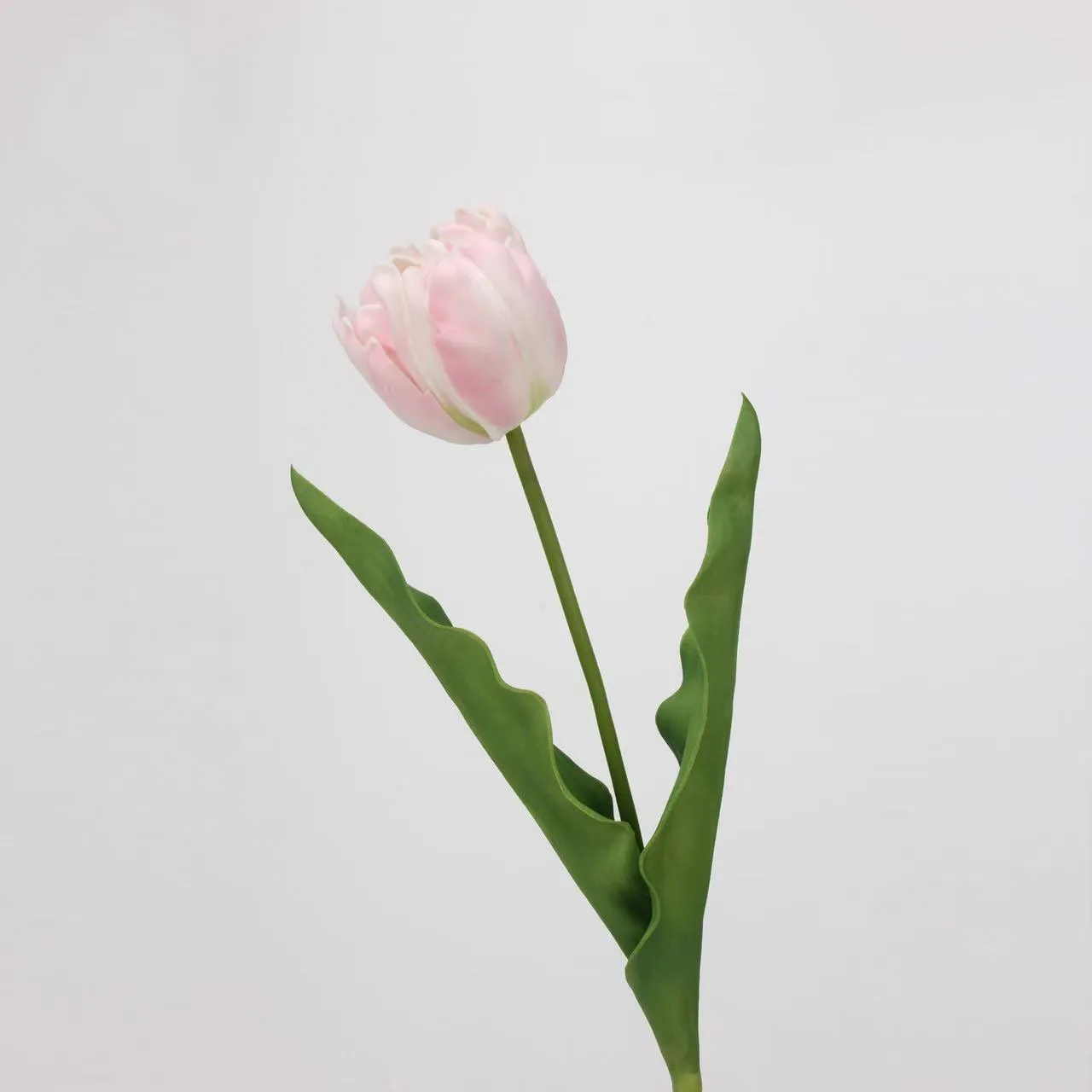 Rococo tulip