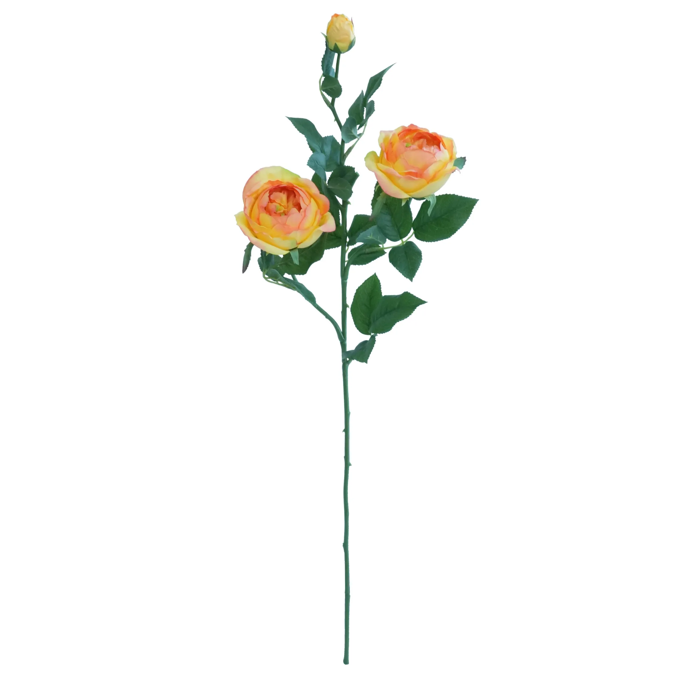 A single butterfly rose