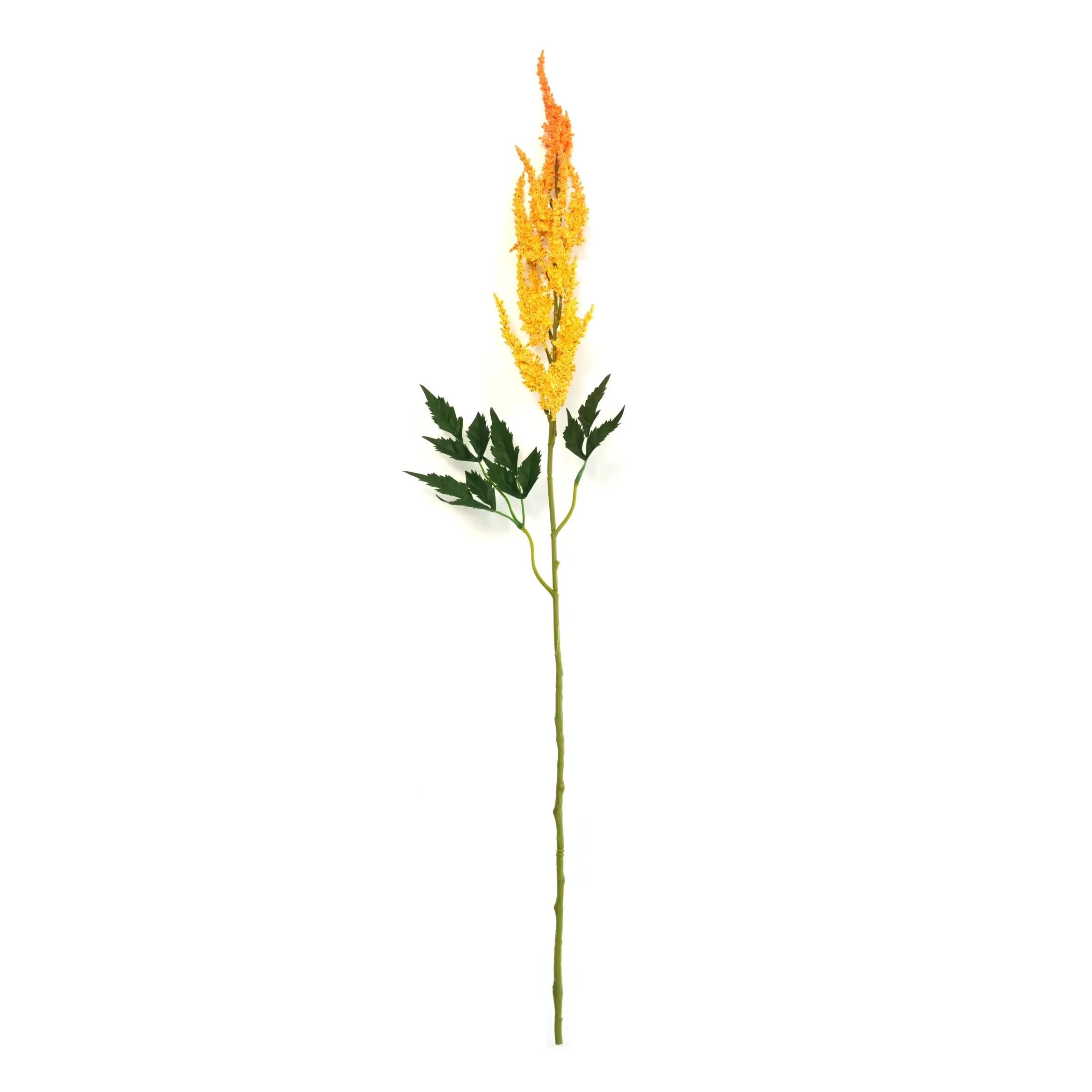Astilbe chinensis