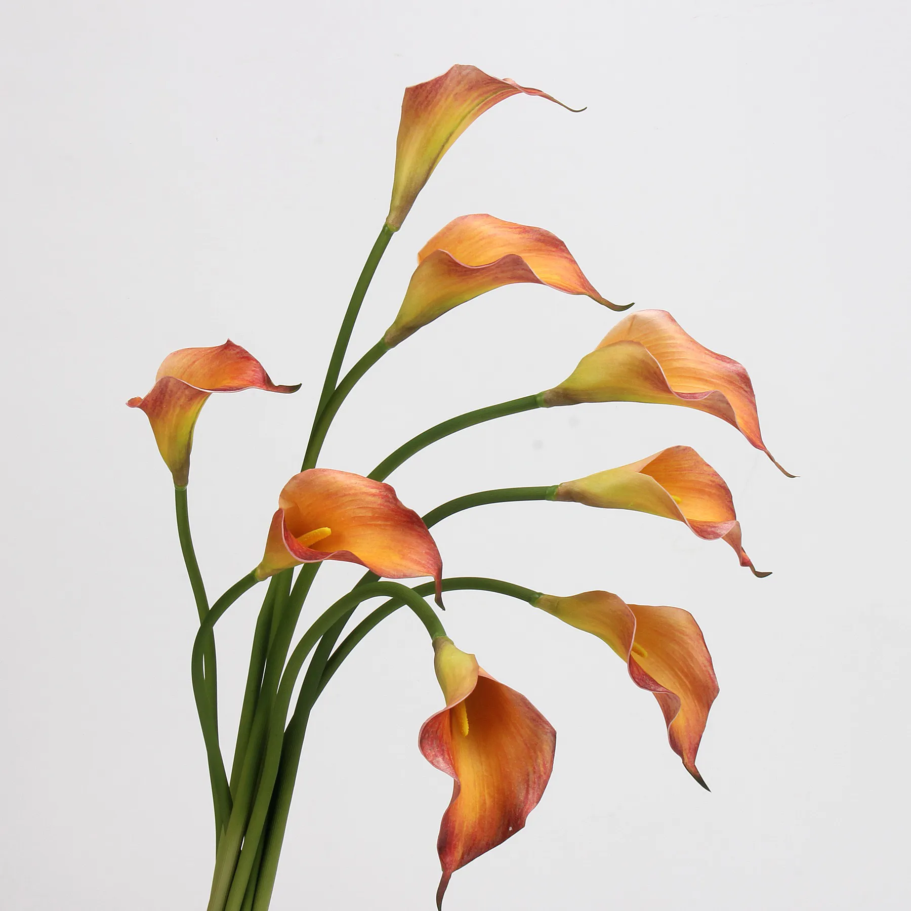 Calla lily