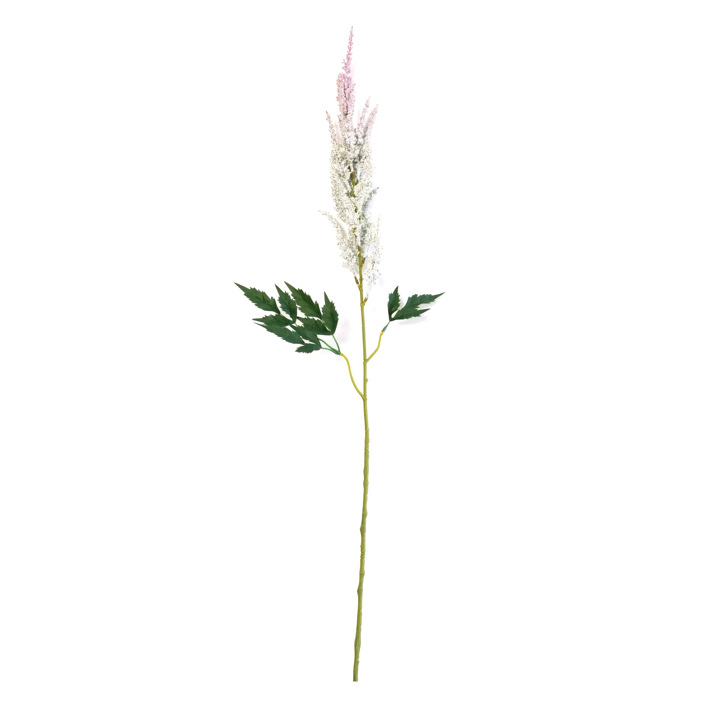 Astilbe chinensis