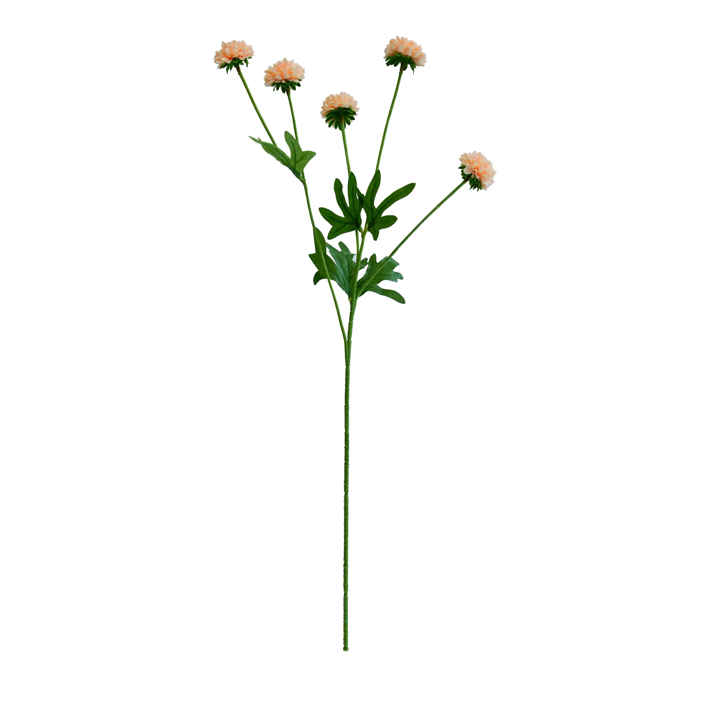 A single chrysanthemum